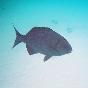 2004 - Bonaire (underwater)