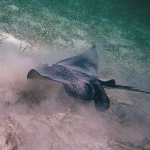 2005 - Belize underwater
