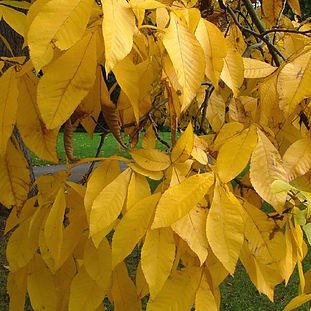 2005 - Kew (october)