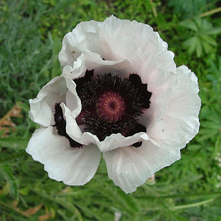 2005 - Open Garden Squares