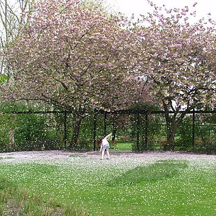2005 - Paddington Recreation Ground