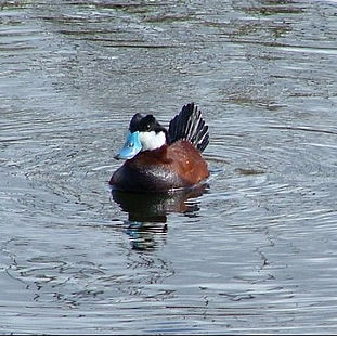 2006 - London Wetland Centre