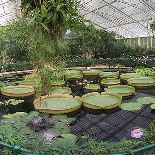 2007 - Kew (october) thumb