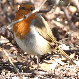 2008 - Key (february) thumb