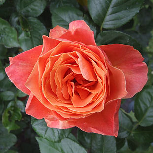 2008 - Regent's Park roses thumb