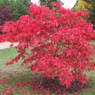 2009 - Wakehurst Place