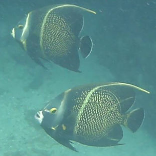 2026 - Bequia (Underwater)